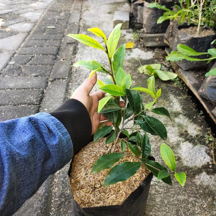 Bibit Tanaman Cempaka Mulya Ungu Pasti Diskon