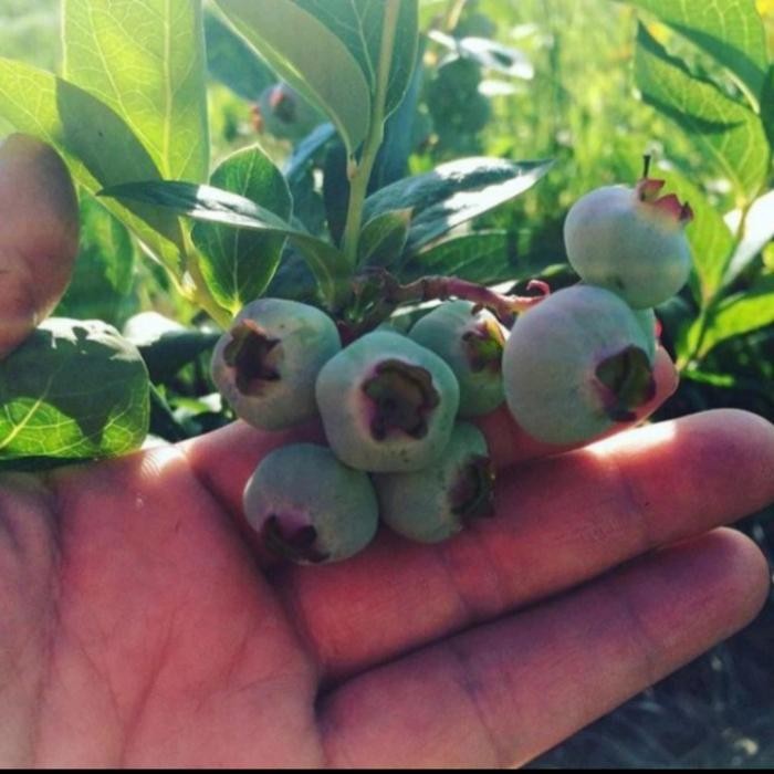 Bibit Tanaman Buah Blueberry / Blueberry Jamfruit Cepat Berbuah Pasti Ori