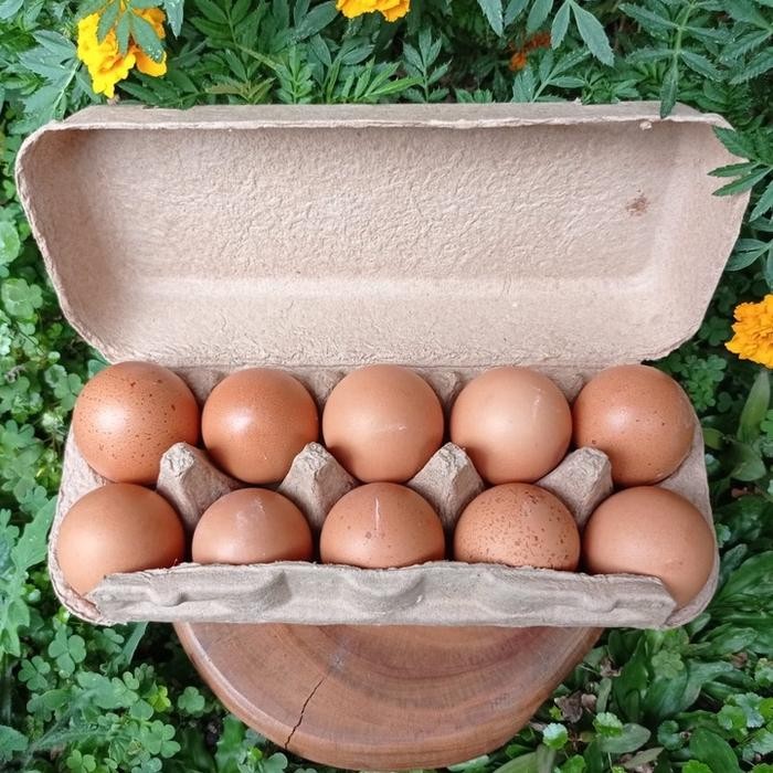 

(Expert) Telur Ayam Negri Probiotik Golden Immune Egg 10 Butir /