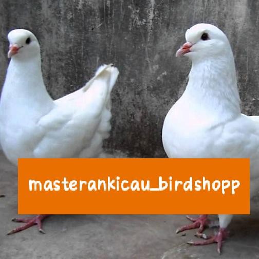 burung merpati hias show king body big sepasang jodoh