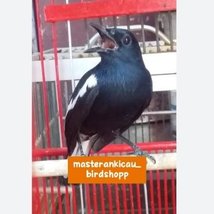 burung Kacer dada hitam jantan tulen mapan bunyi Voer total