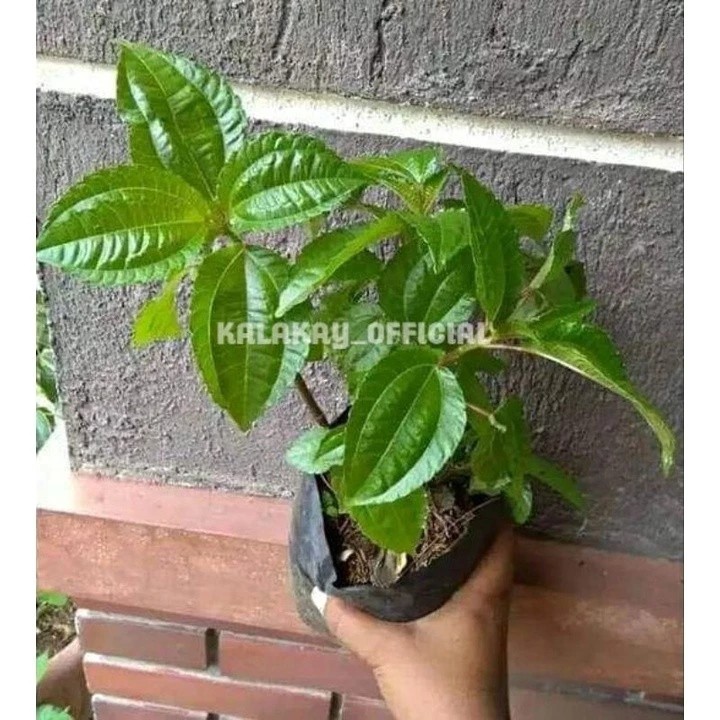 

satu lembar Daun pohpohan perlembar