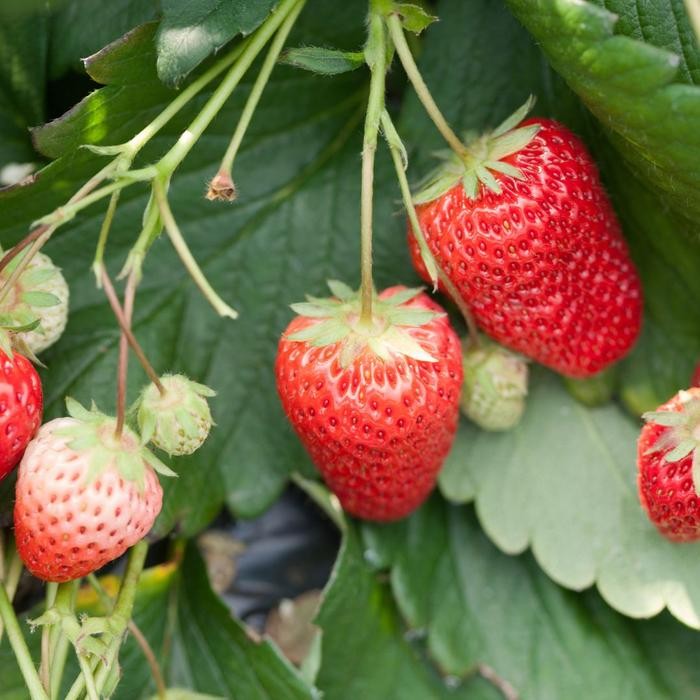 Jiffy 7C pellets 50mm Peat Free Media Tanam Siap Pakai