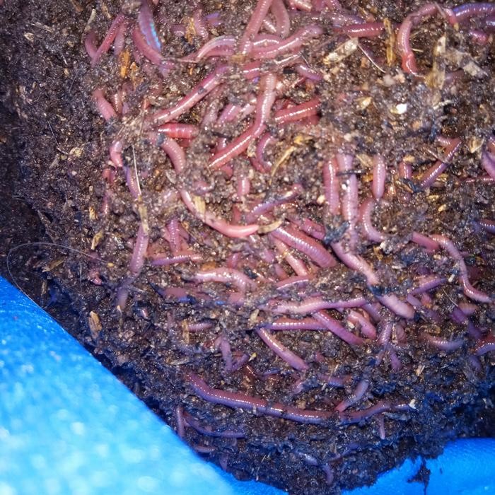 Cacing Tanah ANC Hidup 1 Kg