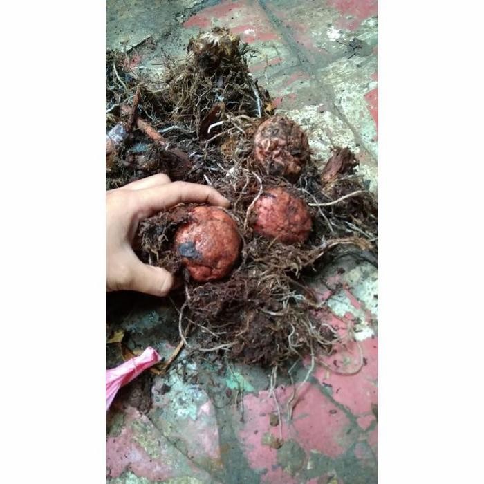 hemat 6 bonggol caladium