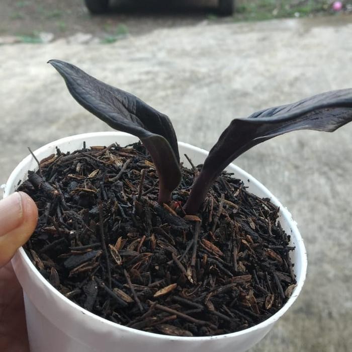 media tanam Premium randu klenteng mix akar pakis