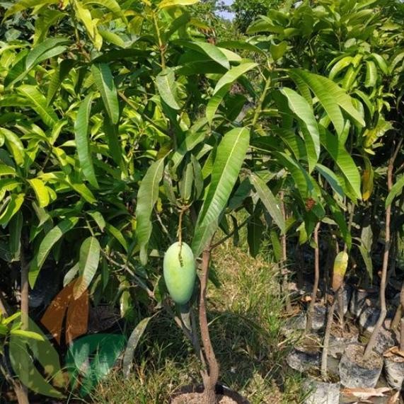 Bibit Buah Mangga Cengkir Indramayu Berbuah/Berbunga