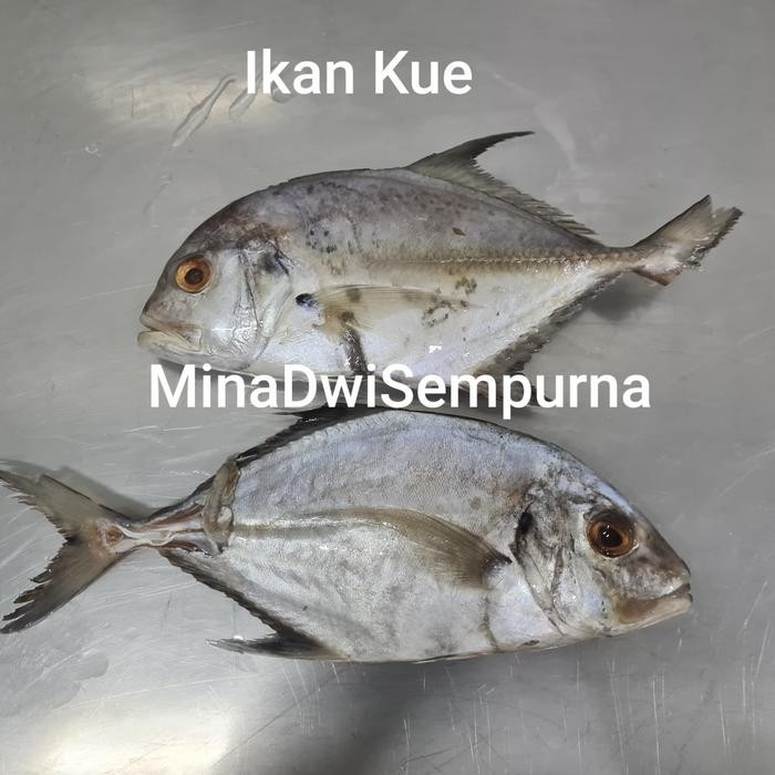 

NEW! IKAN KUE FRESH 1KG