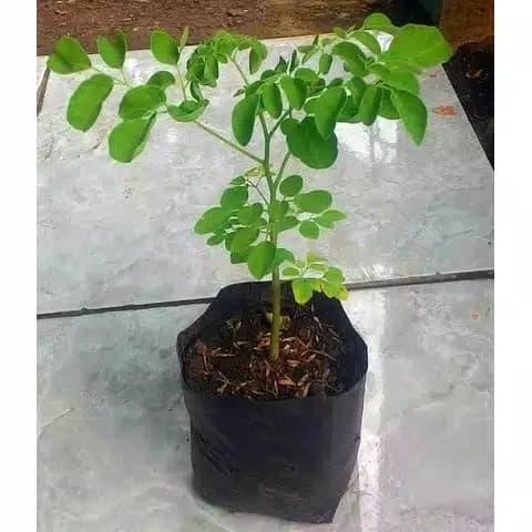 

NWFK Tanaman Daun Kelor - Moringa Oleifera