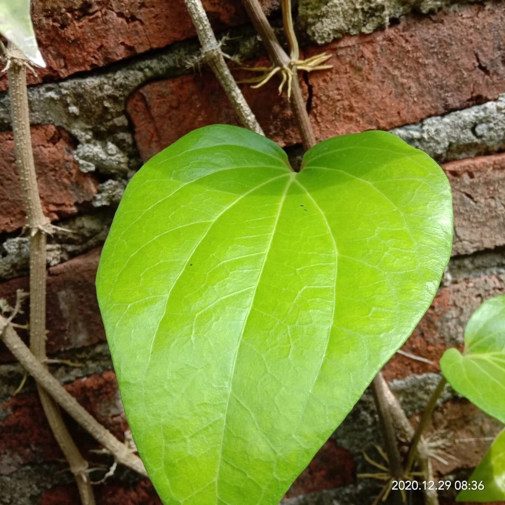 

satu lembar Daun Sirih Ketemu Ros Segar / Daun Suruh Temu