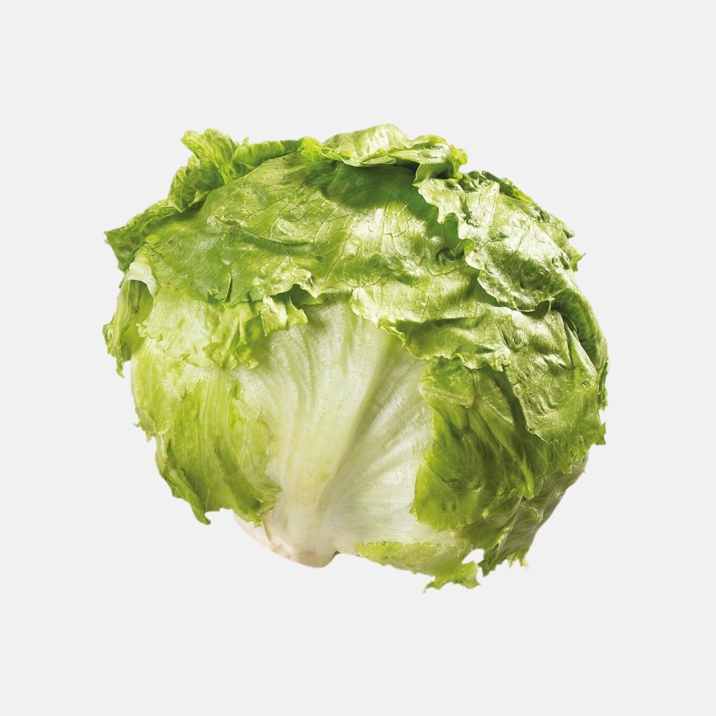 

Selada Ice berg Hidroponik Hidroponik 1 pack