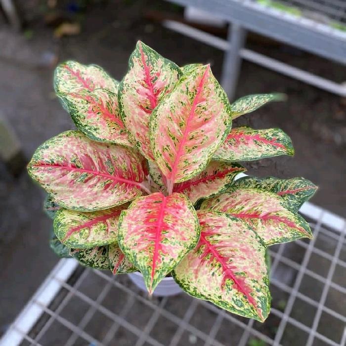 Mode Vintage Tanaman Hias Aglonema Sweet Dream - Aglonema Sweet Dream