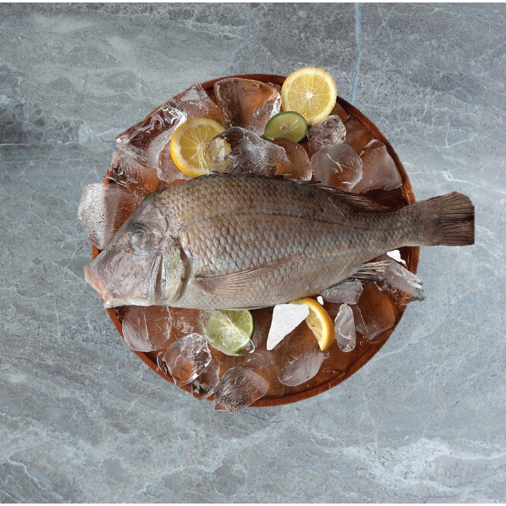 

Ikan Kakap Putih Utuh 500 gram