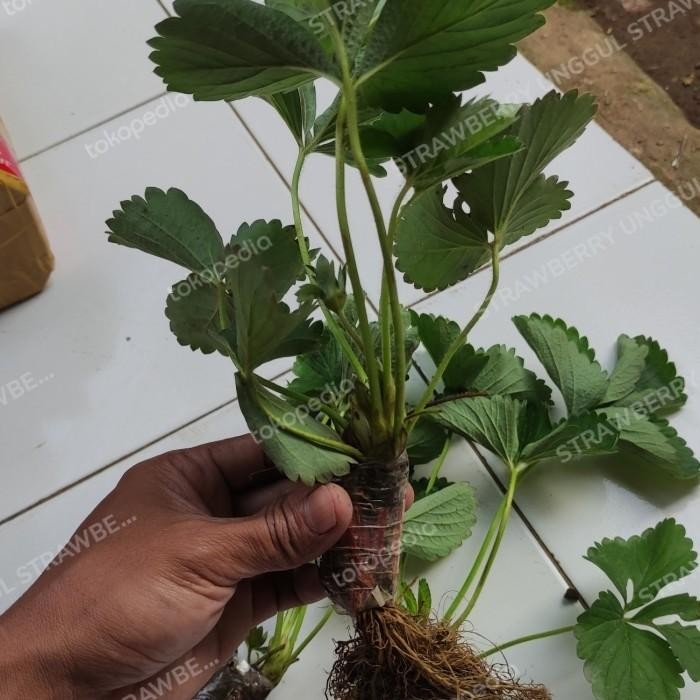 (Allthebest) bibit strawberry korea