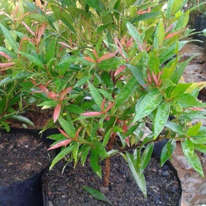 (Allthebest) PROMO tanaman pucuk merah 30cm//pucuk merah