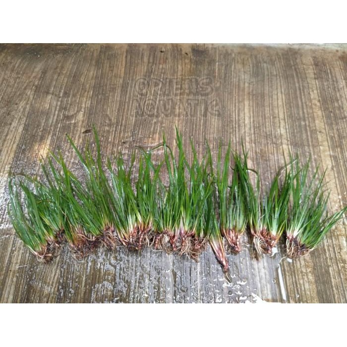 (Allthebest) Tanaman Paludarium/Terarium - Acorus Calamus