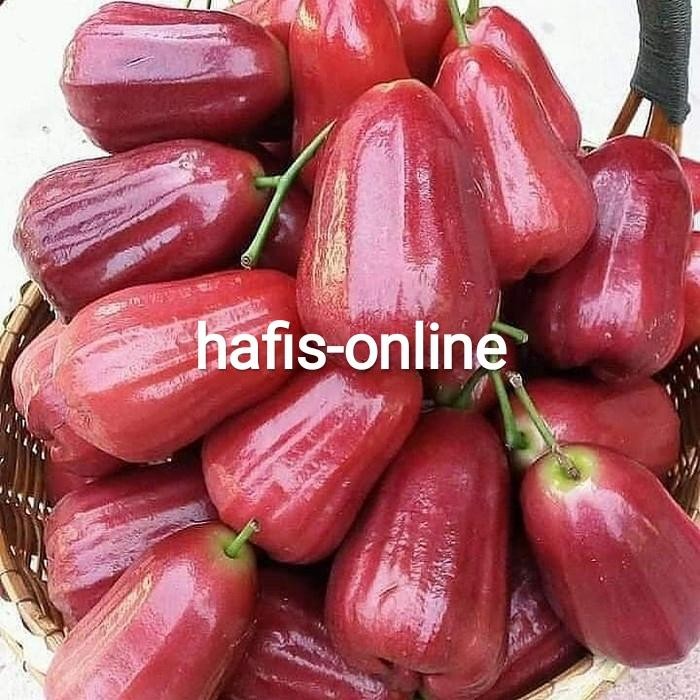 

TERLARIS jambu air citra merah segar 500 gram READY STOCK