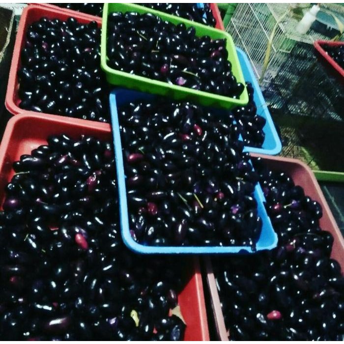 

TERMURAH Buah Jamblang / juwet READY STOCK