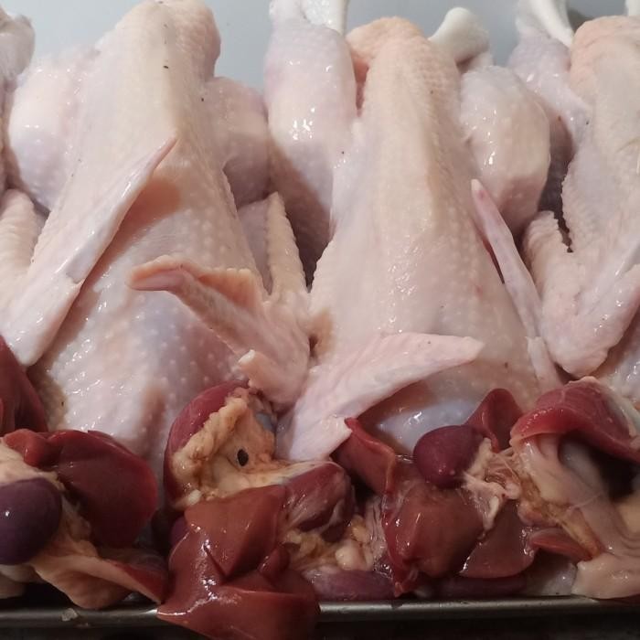 

(Allthebest) ayam kampung pejantan segar