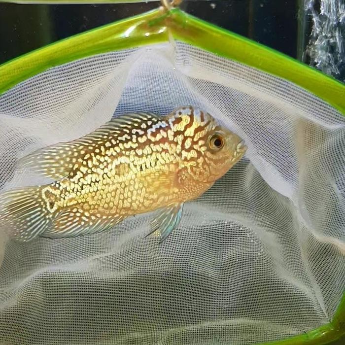 Burayak Ikan Louhan Kamfa F2 Gen Ori Thailand -Gratisongkir