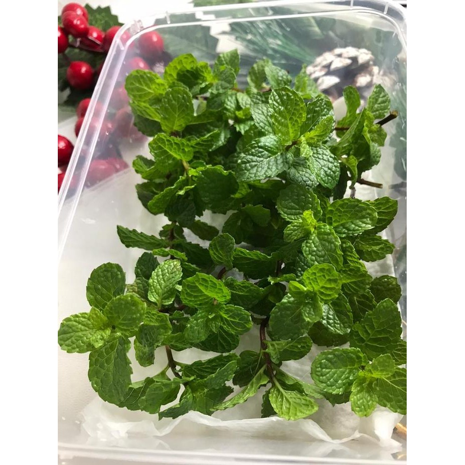 

Daun Mint Hiasan Garnish Mint Leaf Topping Makanan Daun Hias Asli Mint