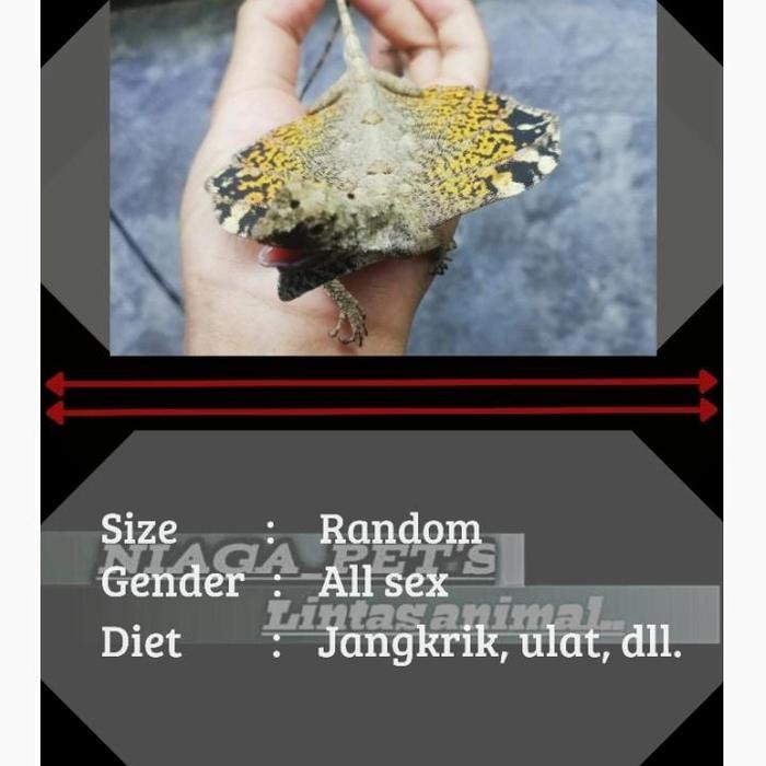 DISKON cekibar flying lizard draco volans READY STOCK