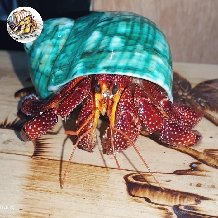 

ASLI Kelomang Perlatus strawberry Merah READY STOCK