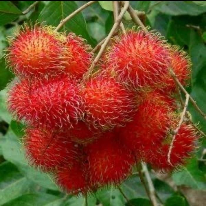 

ASLI Buah Rambutan Binjai 1kg READY STOCK
