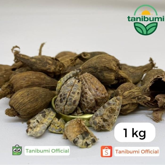 

Kapulaga Hitam Super Premium Impor 1kg Black Cardamom