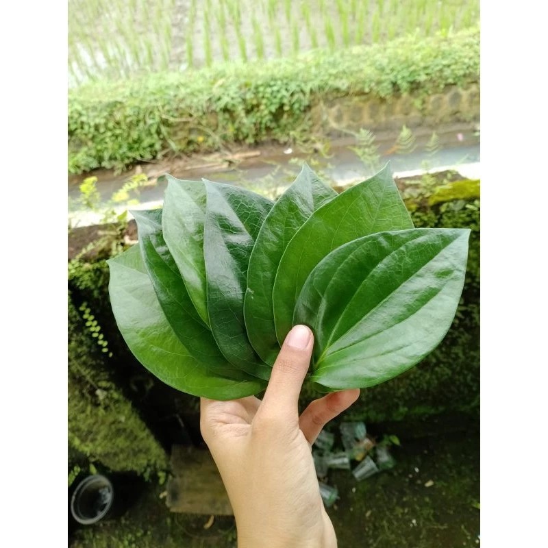 

satu lembar Daun sirih pegunungan asli