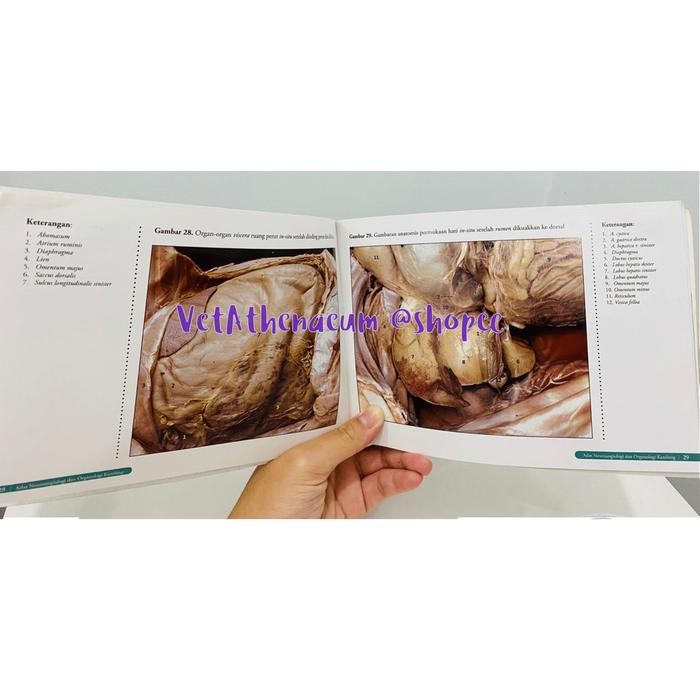 Atlas Anatomi Veteriner / Atlas Anatomi Hewan.
