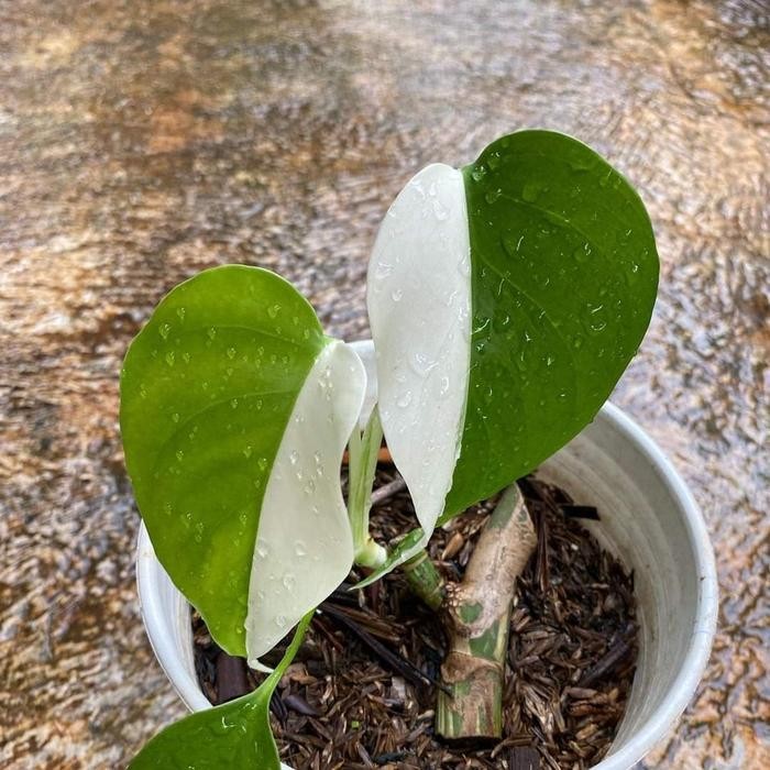 Bisa Gosend Monstera Varigata Halfmoon Tanaman - Monvar Halfmoon Varigata