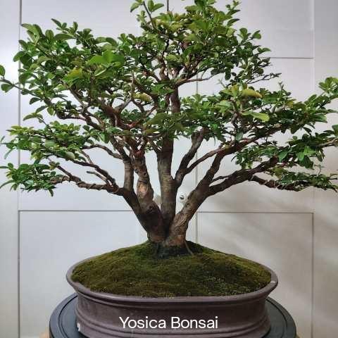 Bonsai Jeruk Kingkit / Triphasia Trifolia / Berbuah / Clump Style