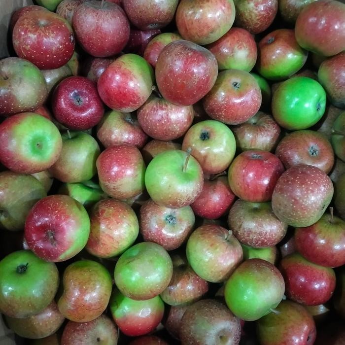 

ORIGINAL APEL MALANG READY STOCK