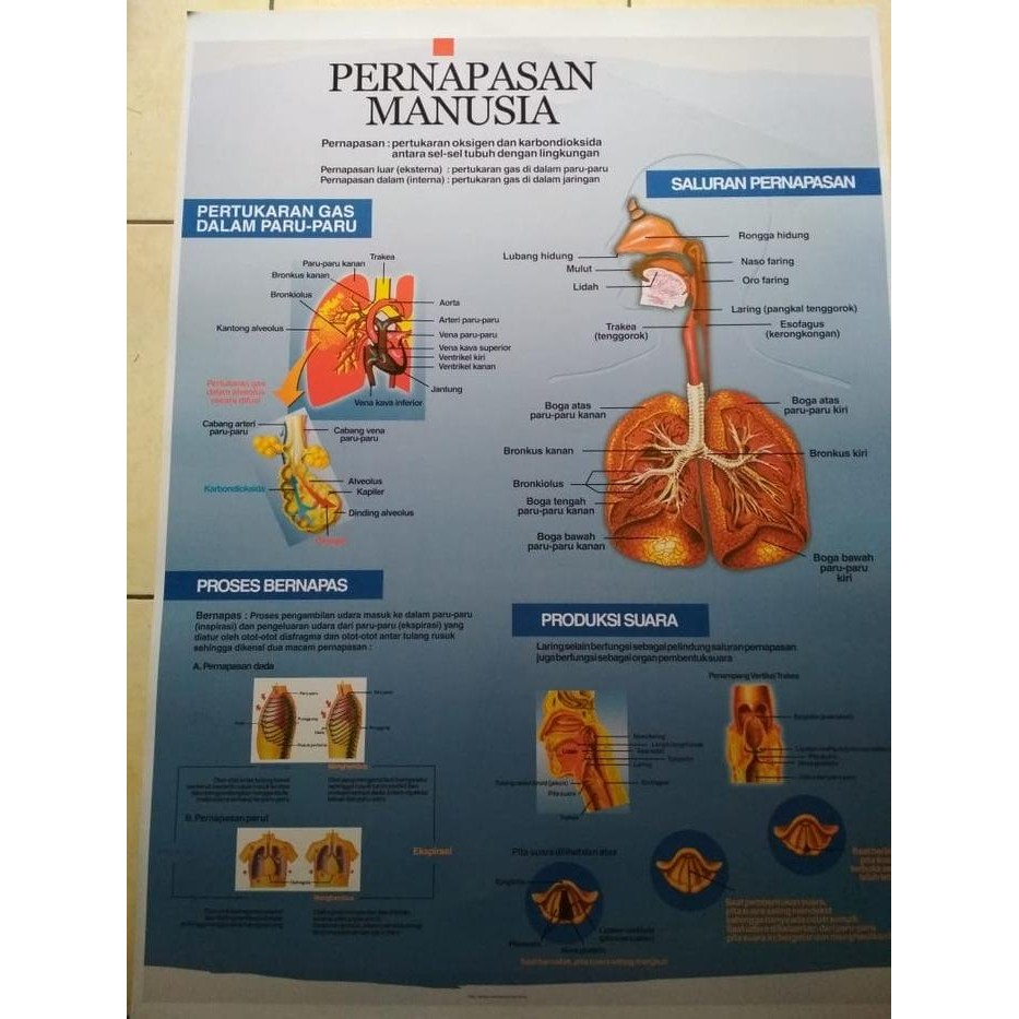 

Gambar Sistem Pernapasan Manusia Poster Pernapasan Gambar Peraga