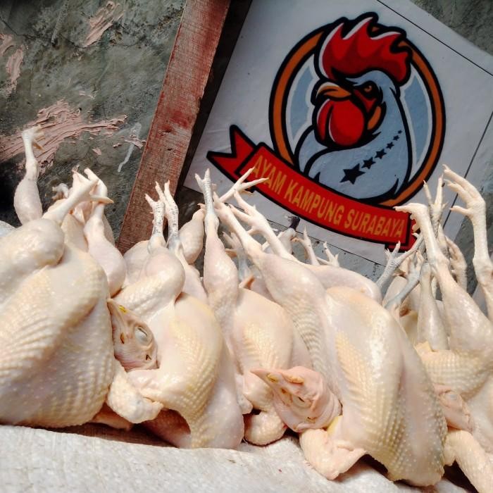 

(Allthebest) AYAM KAMPUNG EXTRA LARGE (muda)