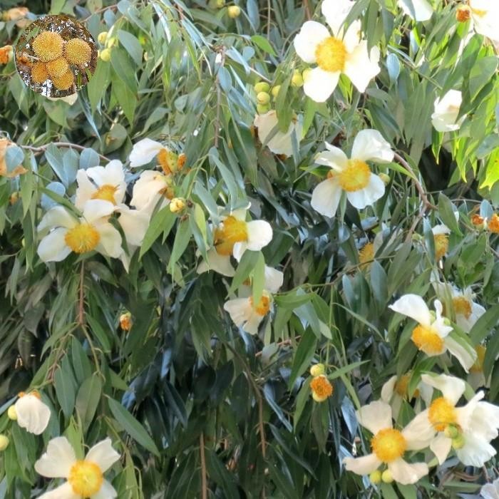 Bibit Tanaman Kayu Nagasari/Pohon Nagasari unggul