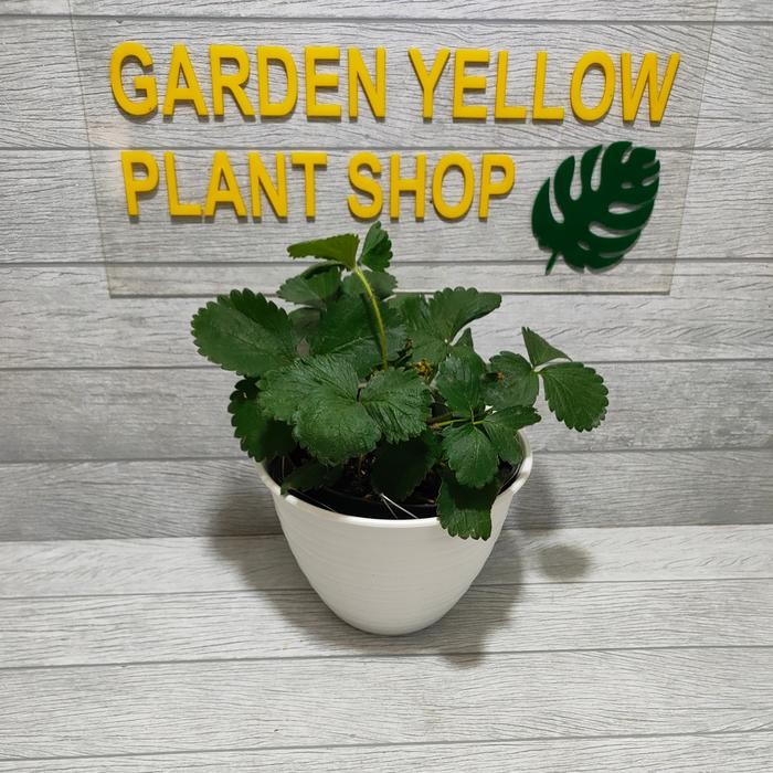 Tanaman Buah Strawberry / Murah + Pot Sale