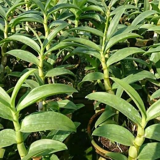 ANGGREK DENDROBIUM.FROSTY ORANGE.SPIKE