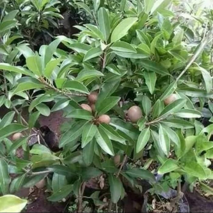 pohon sawo Manila sudah berbuah-bibit pohon sawo Manila sudah berbuah