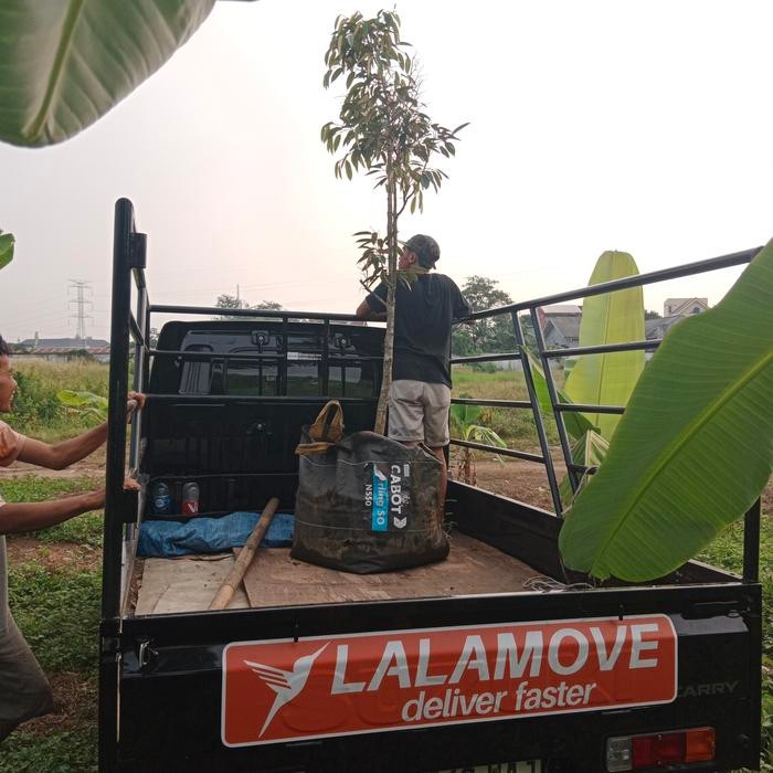 indukan durian musangking sedang merintis bunga 2 meter up