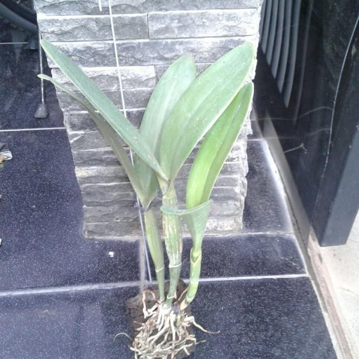 Anggrek Cattleya Mantini