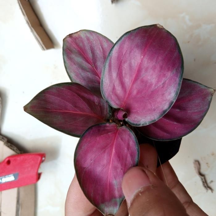 bibit calathea crimson//calathea crimson