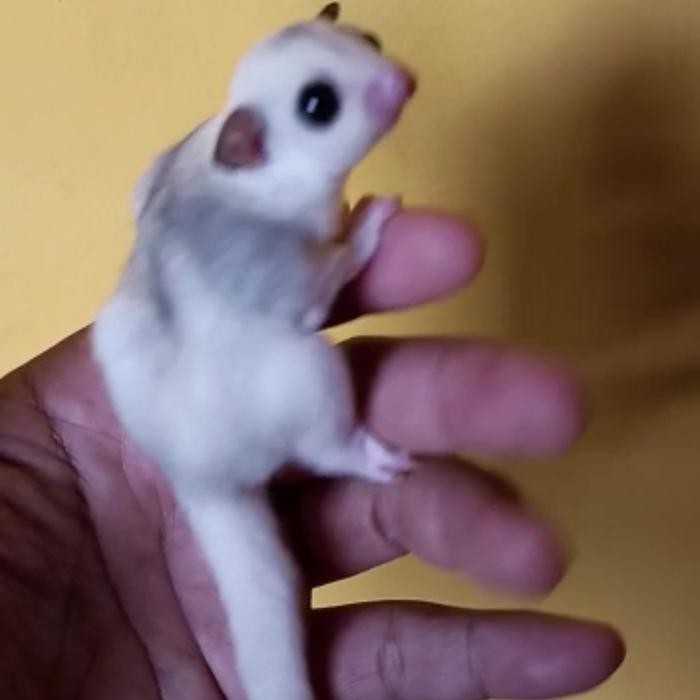 sugar glider platmoz joey