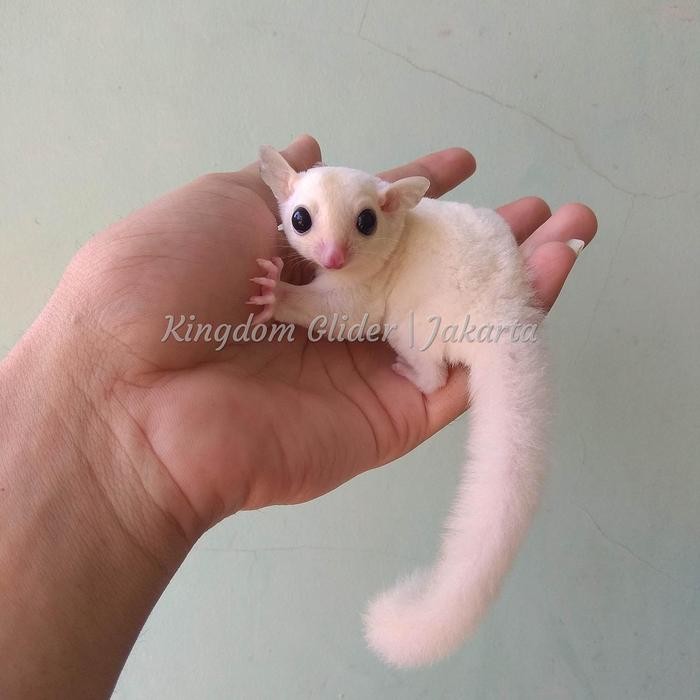 BABY JOEY SUGAR GLIDER LEUCISTIC