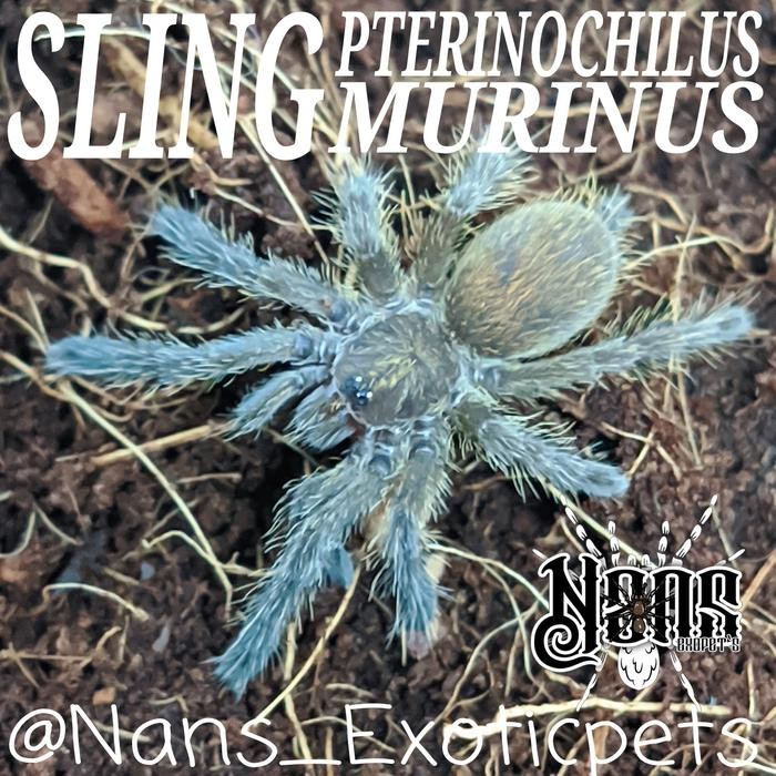 TARANTULA ORANGE BABOON TARANTULA PTERINOCHILUS MURINUS SLING ~NANS EXOTICPET'S~