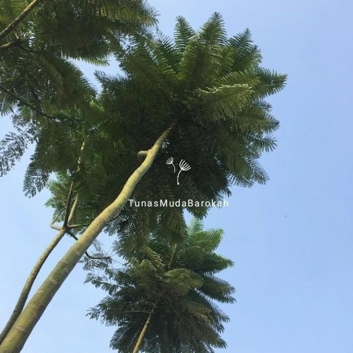 (Allthebest) Benih pakis brazil solobium / biji pakis brazil