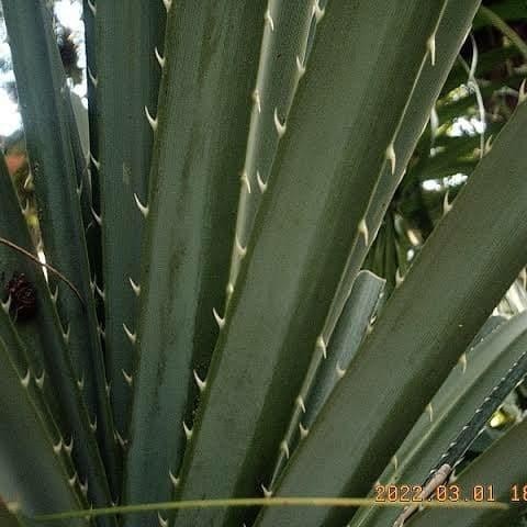 (Allthebest) Daun pandan duri/pandan tikar.