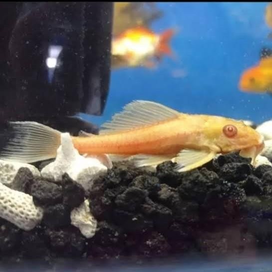 (Allthebest) Alga eater sapu albino redfin albino black welcome