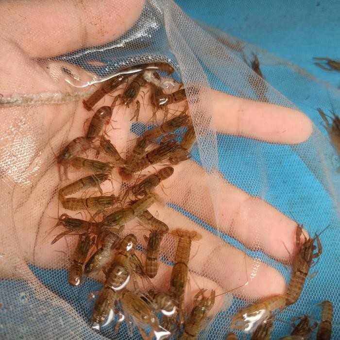 (Allthebest) BENIH LOBSTER AIR TAWAR RED CLAW 1-2 INC